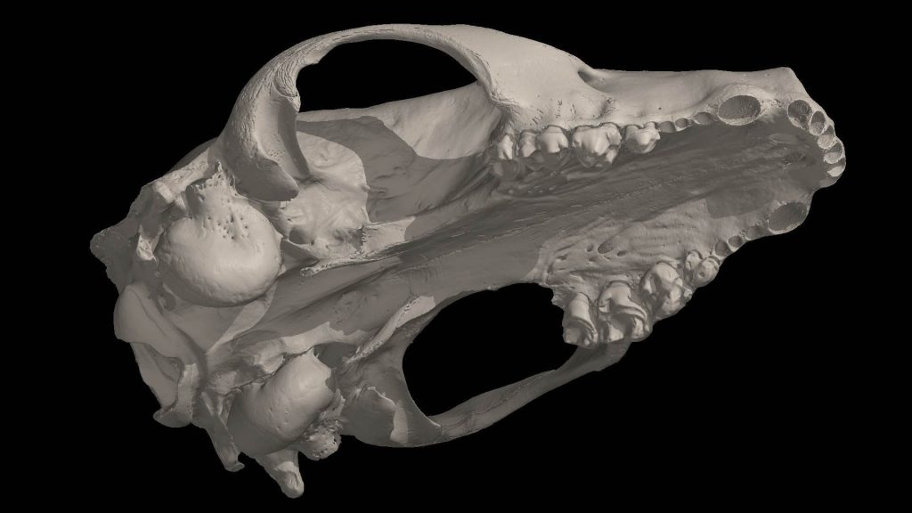 アナグマの頭部3Dモデル